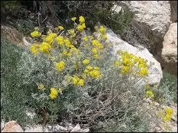 Quelles sont ces fleurs ?