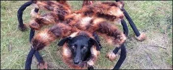 Parmi ces animaux au nom composé du terme "araignée", lequel n'existe pas ?