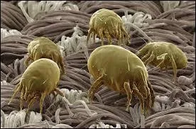 Saviez-vous que les acariens font partie de la famille des arachnides ? Ces charmantes et microscopiques bestioles sont connues pour partager avec nous la douceur de nos foyers... Dans laquelle de ces pièces d'un habitat les trouve-t-on en plus grand nombre ?