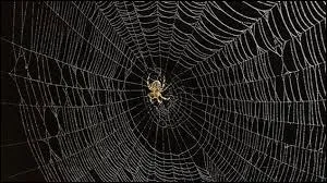 Cette fibre de protéine filée par les araignées, leur permettant de tisser des toiles, porte le nom de :