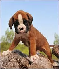 Quel constructeur a créé le "Boxer" ? (véhicule utilitaire)