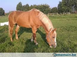 Quiz Galop 1