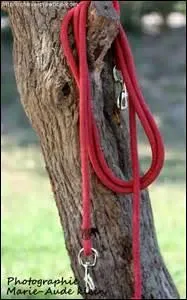 Voilà tu as sorti le cheval, tu veux l'attacher, mais tu as encore oublié comment faire, alors comment comptes-tu t'y prendre ?