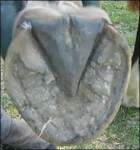 La partie du sabot la plus sensible est :