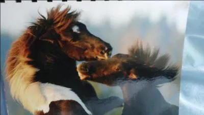 Pourquoi les mâles se battent-ils ?