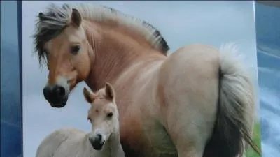 Comment s'appelle la chose que tu places sur le dos du cheval ?