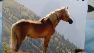 Vrai ou faux ? Le cheval n'aime pas la solitude.