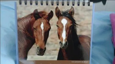 Comment s'appelle le moment où tu brosses le cheval ?