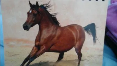 De quelle couleur est la robe de ce cheval ?