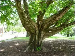 Mon premier complète la citation "Un petit... pour l'homme, un grand... pour l'humanité."Mon second est synonyme de mon premier.