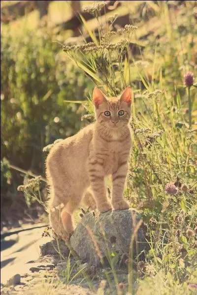 Par quel mot commence le nom des apprentis ?