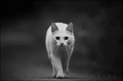 De quels animaux parle-t-on ?