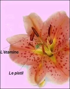 L'étamine désigne l'organe sexuel mâle contenu dans les fleurs. Quel est le genre de ce nom ?