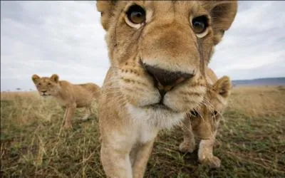 Moi, je suis le célèbre et le plus grand félin connu au monde.