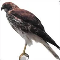 En 2002, André Thien Ah Koon voulait renommer la Plaine des Cafres, quel nom envisageait-il ?