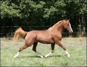 Quelles sont les quatre amplitudes du trot ?