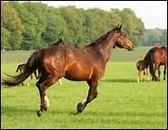 Qu'est-ce que le galop ?