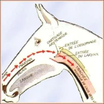Quelle est la respiration du cheval au repos ?