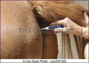 Quelle est la température normale du cheval ?