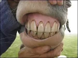 Combien de dents a un cheval ?