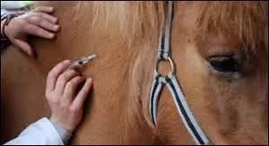 Quels sont les vaccins recommandés ?