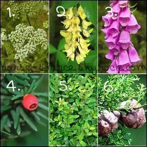 Quelles sont les plantes toxiques ?