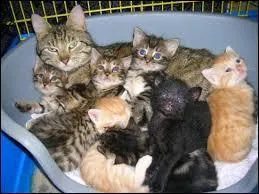 Parmi ces chats, lesquels font partie de la famille de Fléau ?