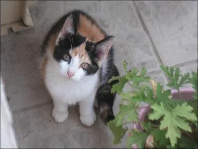 "Gorget". Vous avez soif ? Remplacez cette lettre pour avaler un peu d'eau !