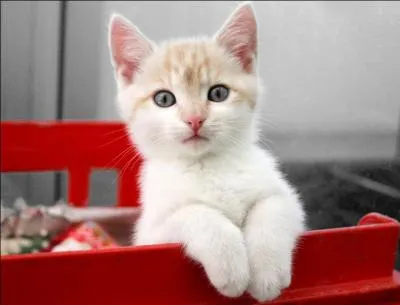 "Rime". Attention &agrave; la bagarre si vous changez la lettre suivante !