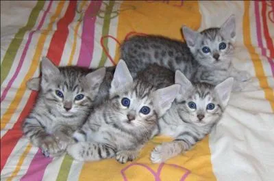 "Agate". Cette pierre fine aux couleurs vives se transforme en plante du Mexique si vous changez cette lettre...