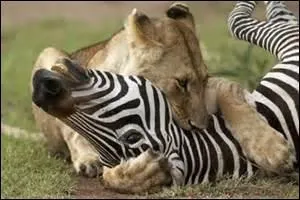Quelle spécialité culinaire se déguste sur une tartine de pain grillé accompagnée de beurre fondant ?