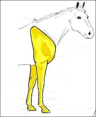 Quelles sont les parties des antérieurs ?