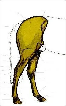 Quelles sont les parties des postérieurs ?