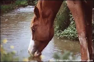Combien de litres d'eau boit le cheval par jour ?