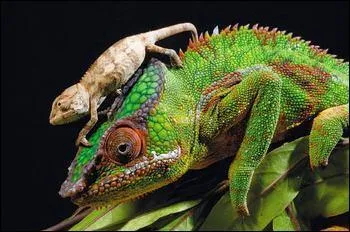 Si vous n'avez fait aucune faute jusqu'à présent, je vous donne volontiers ... pour cette dernière réponse !