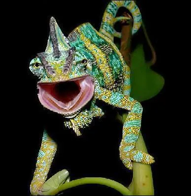 Mannequin d'entrainement, qui ne se privait pas de rendre les coups !