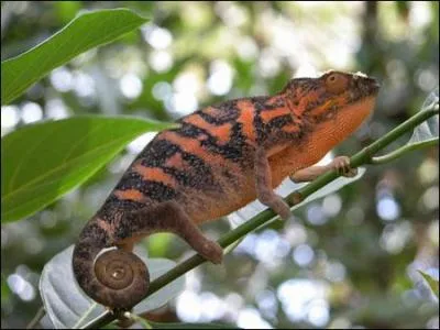 Substance amère, recommandée dans la lutte contre le paludisme !