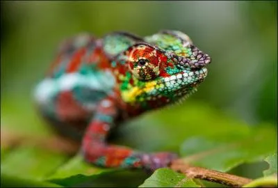 Dimanche qui précède le premier dimanche de carême !