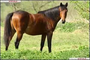 Quelle est cette race ?