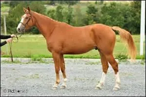 Quelle est cette race ?