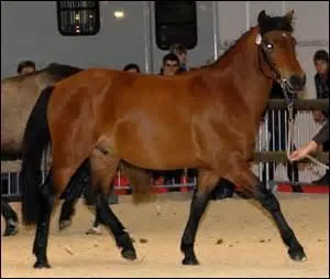 Quelle est cette race ?