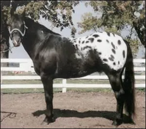 Quelle est cette race ?