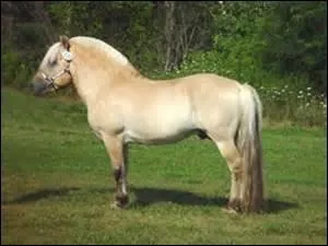 Quelle est cette race ?