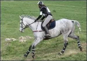 Quelle est cette discipline équestre ?