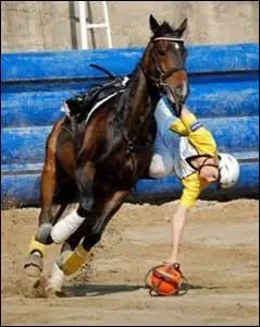 Quelle est cette discipline équestre ?