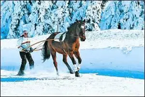 Quelle est cette discipline équestre ?