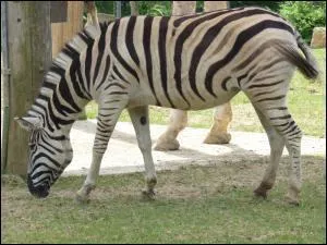 J'habite dans l'est et le sud de l'Afrique. Je me contente de maigres pâtures mais j'ai besoin d'eau. N'essayez pas de me domestiquer, c'est impossible !