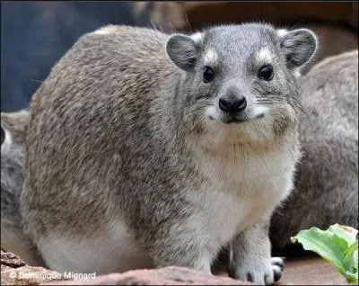 Je fréquente les rochers des savanes et steppes africaines. Si l'on m'attaque, j'inflige de cruelles morsures. On m'appelle...