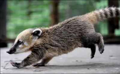 Habitant de la forêt tropicale américaine, je suis un bon grimpeur. Ma longue queue me sert de balancier quand je suis dans les arbres. Je suis ... au museau long et mobile.