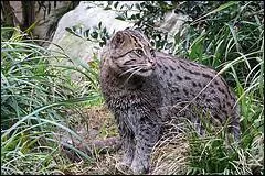 J'habite les mangroves et forêts tropicales à proximité des cours d'eau et estuaires d'Asie. Ma nourriture se compose de poissons, de mollusques aquatiques et crustacés, d'insectes et oiseaux. Encore appelé "chat pêcheur", je suis...